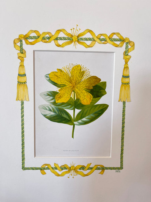 "Rose of Sharon" Original Botanical with Hand-painted Matte