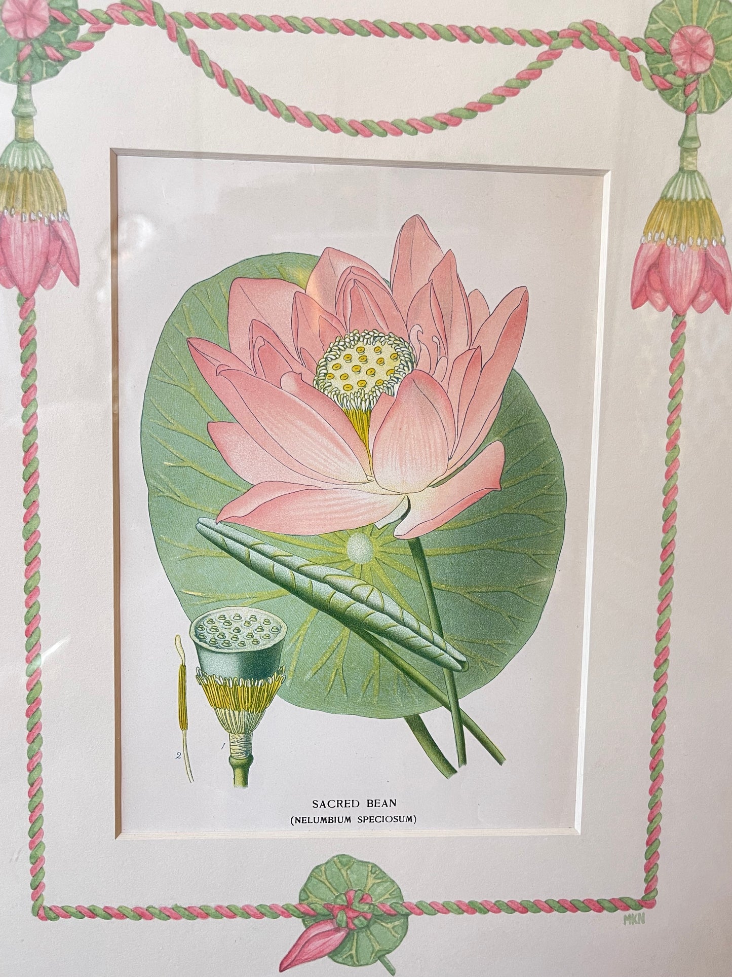 Original 'Sacred Bean' Waterlily Print with Hand-painted Border