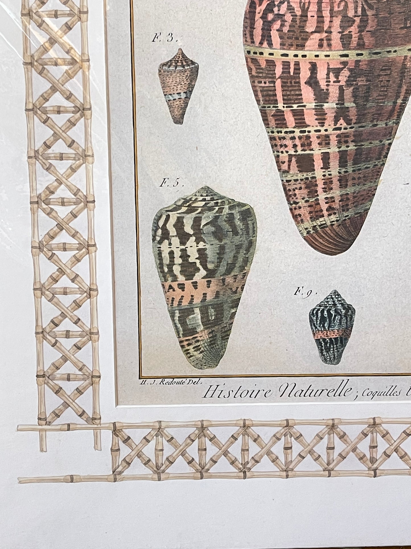 Set of Antique Shell Prints - unframed