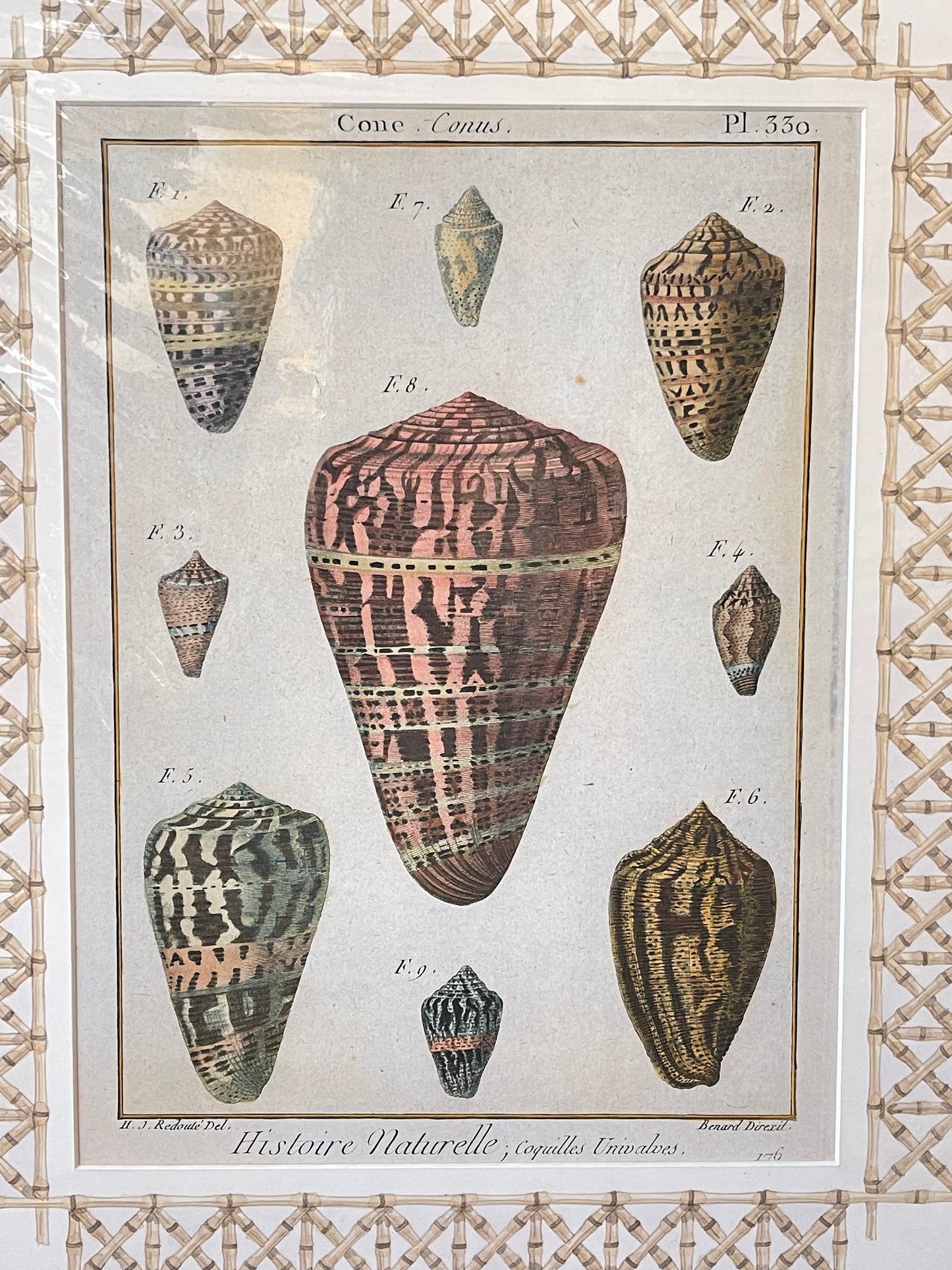 Set of Antique Shell Prints - unframed