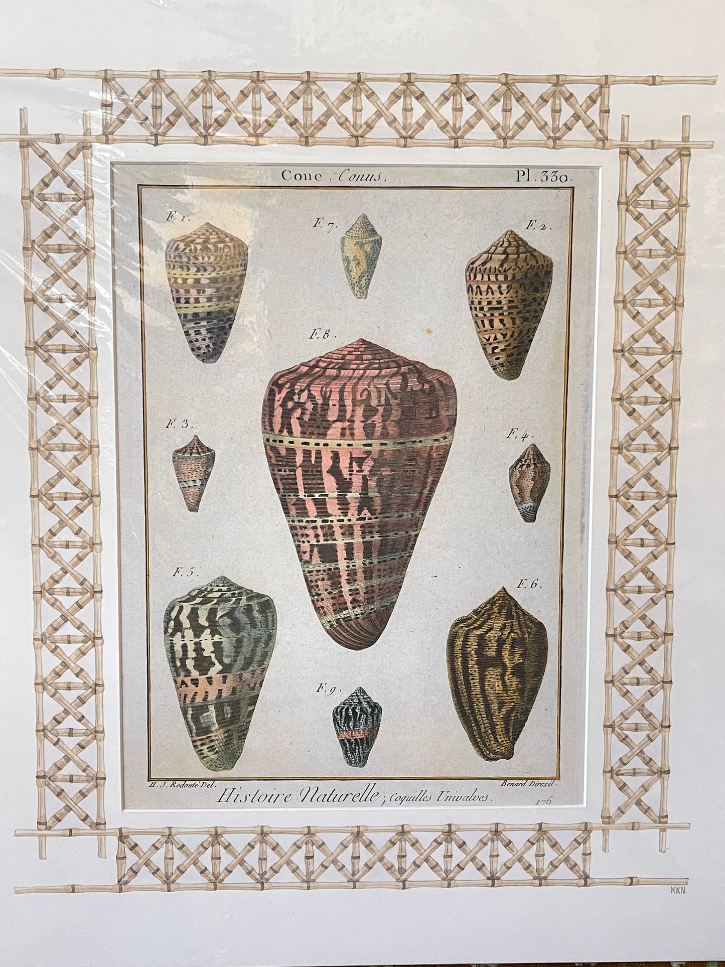 Set of Antique Shell Prints - unframed