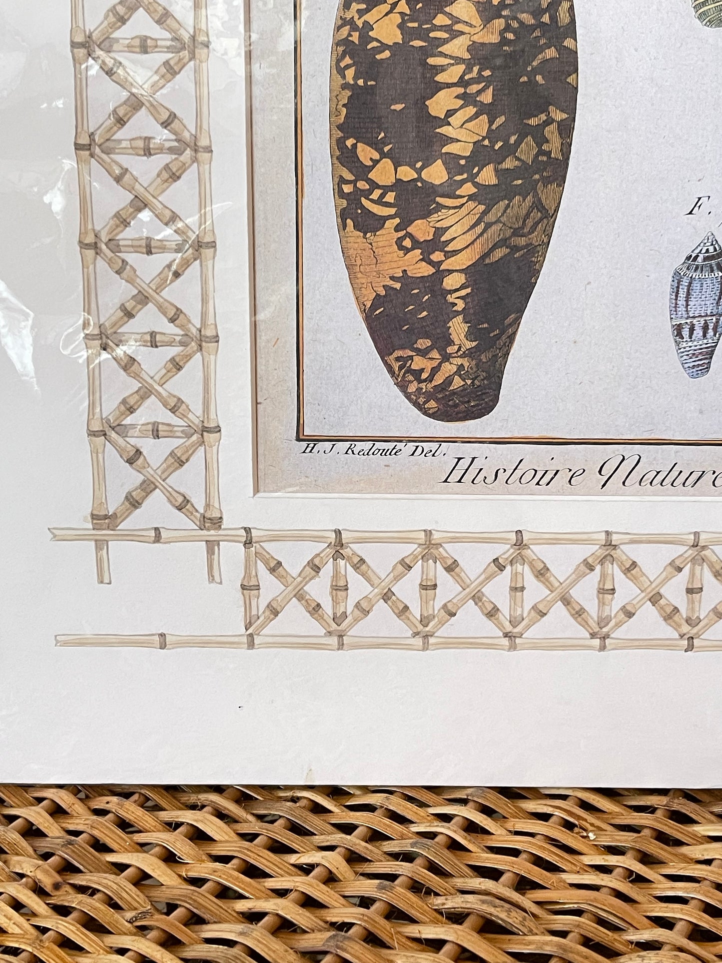 Set of Antique Shell Prints - unframed
