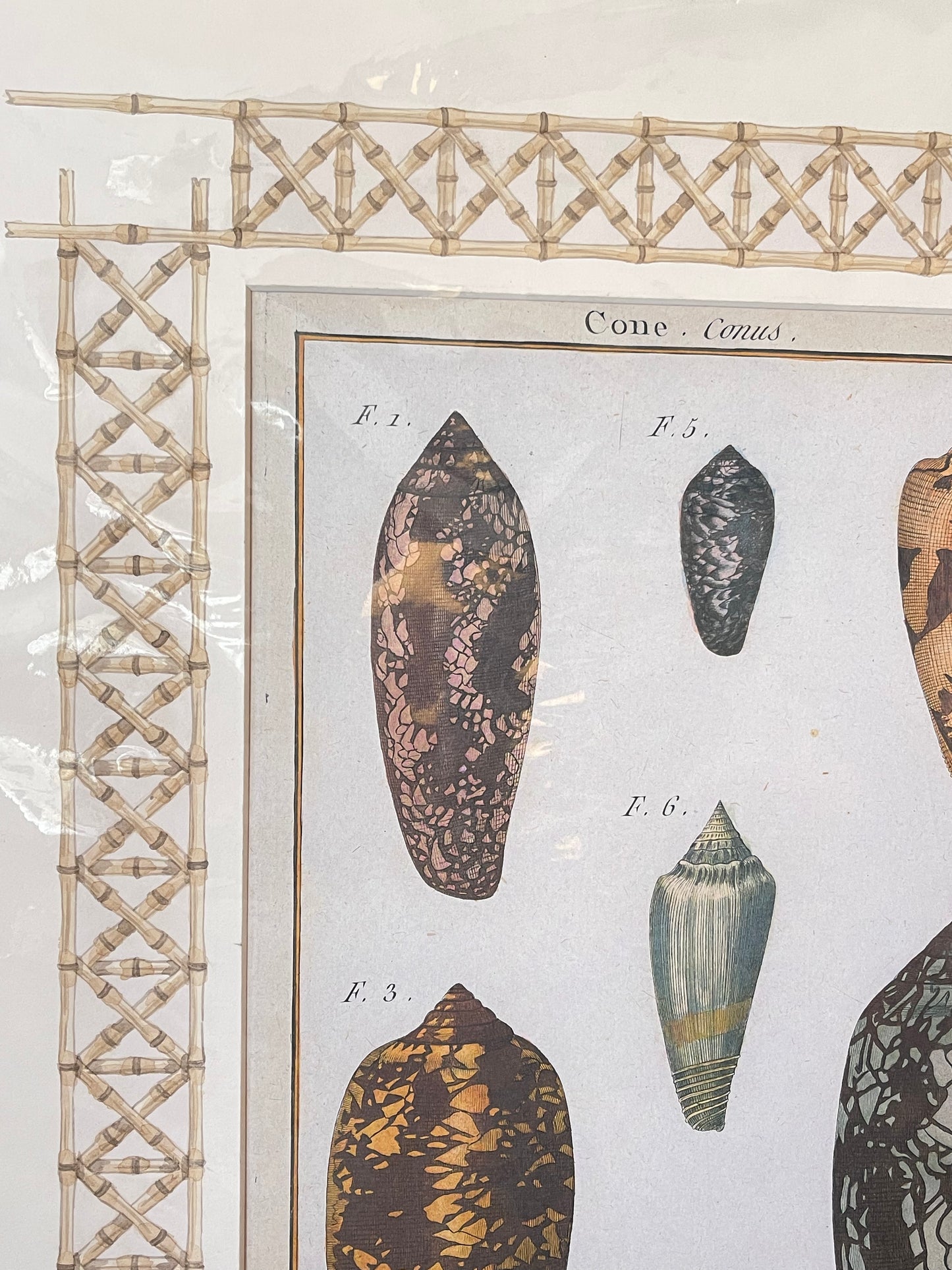 Set of Antique Shell Prints - unframed