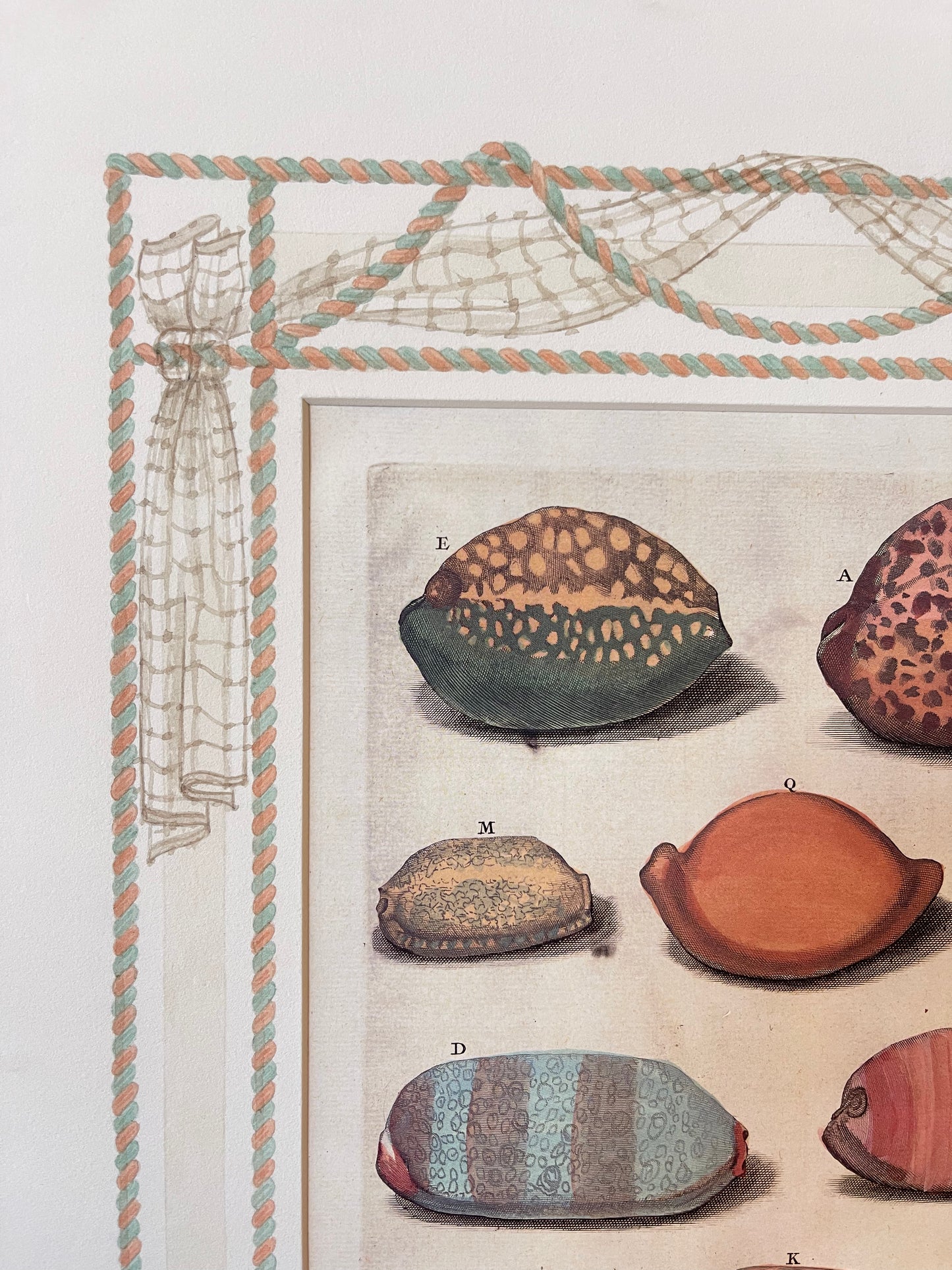 Custom Framed Antique Print ft. Shells with Hand-painted Matte
