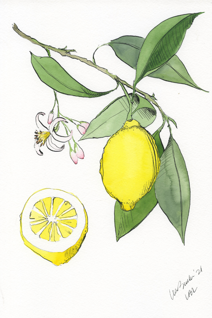 Citrus Print