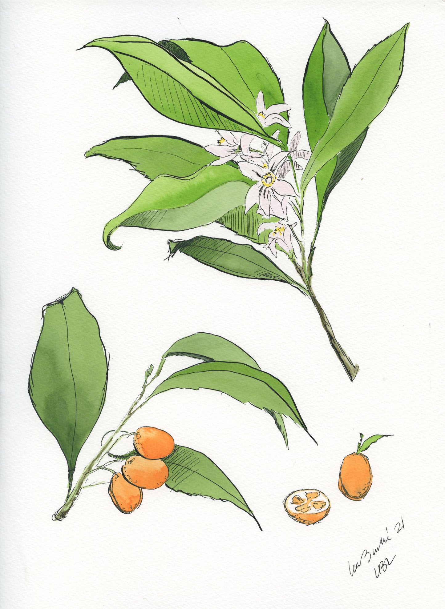 Citrus Print