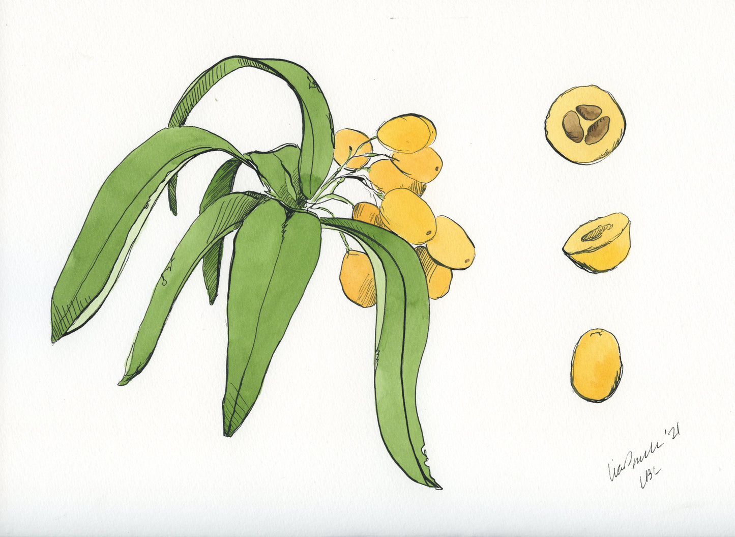 Citrus (Set of 6)