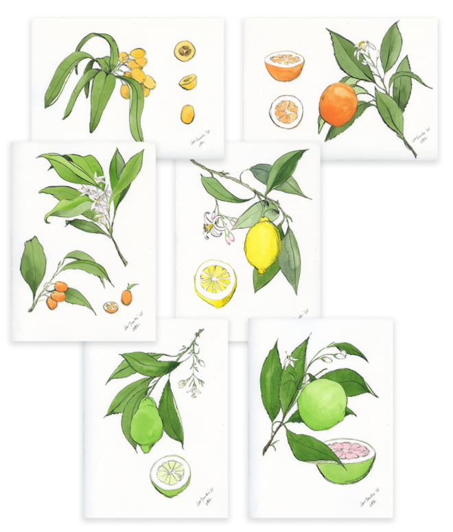 Citrus (Set of 6)
