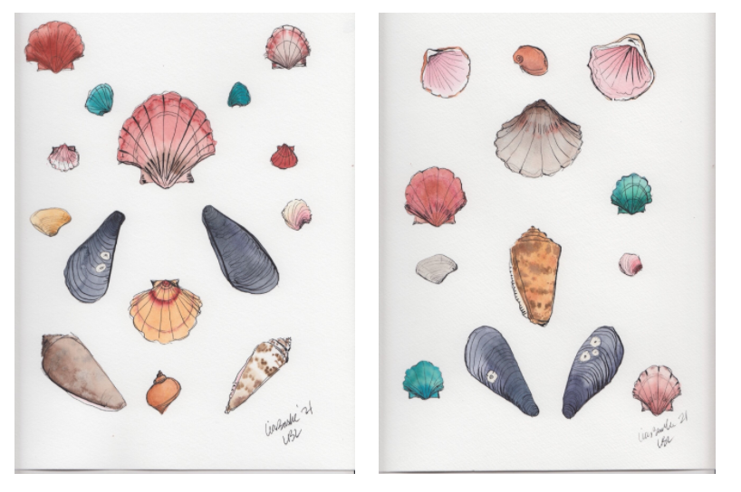 Neutral Shells (Set of 2)