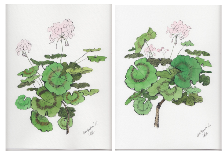 Light Pink Geranium (Set of 2)