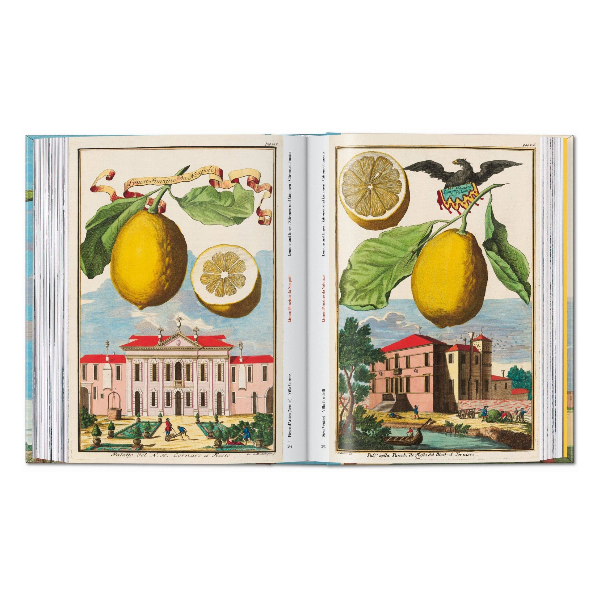 Open illustrated citrus fruit book with yellow citrus fruit and orchard scene plates