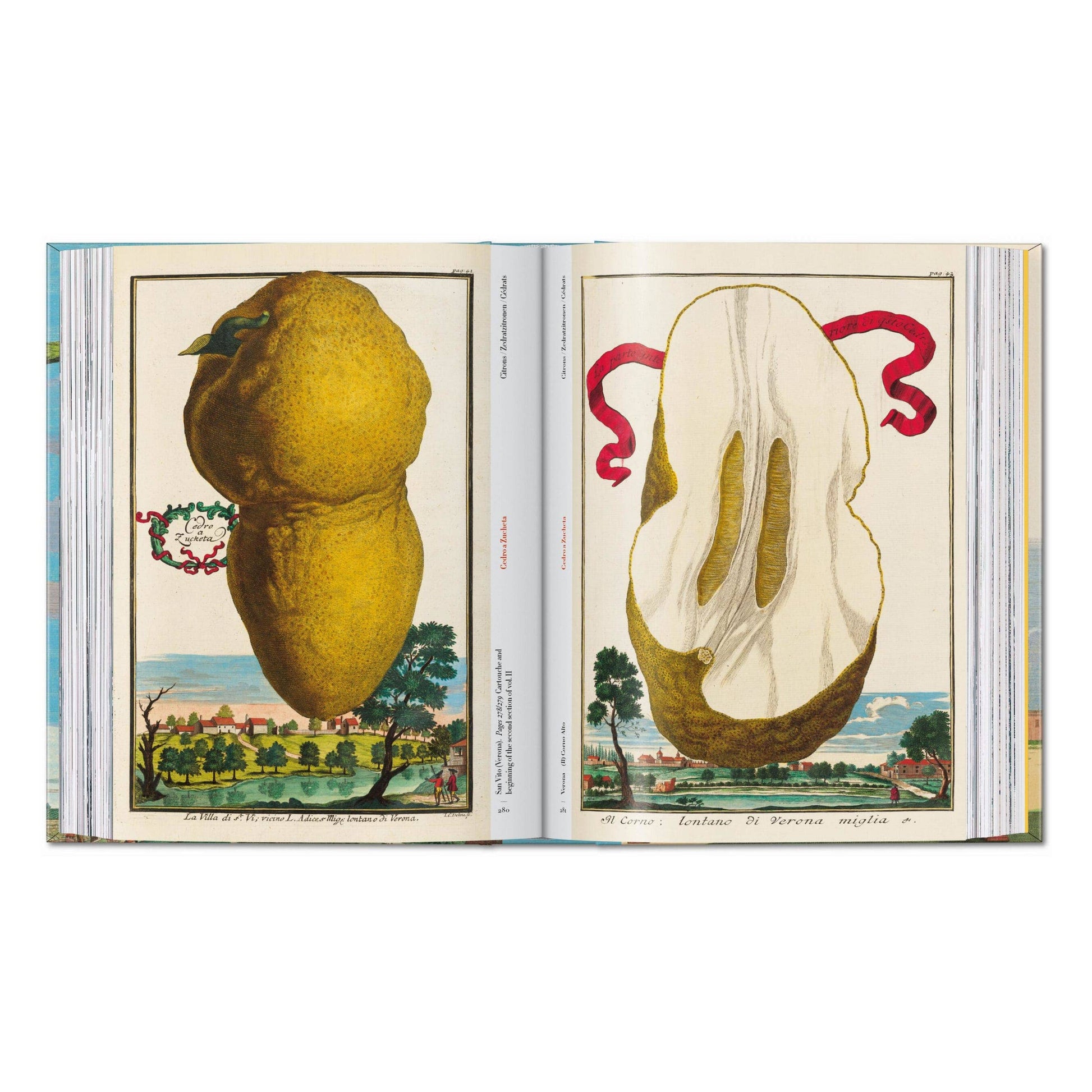 Open illustrated citrus fruit book with lemon fruit illustrations on both pages