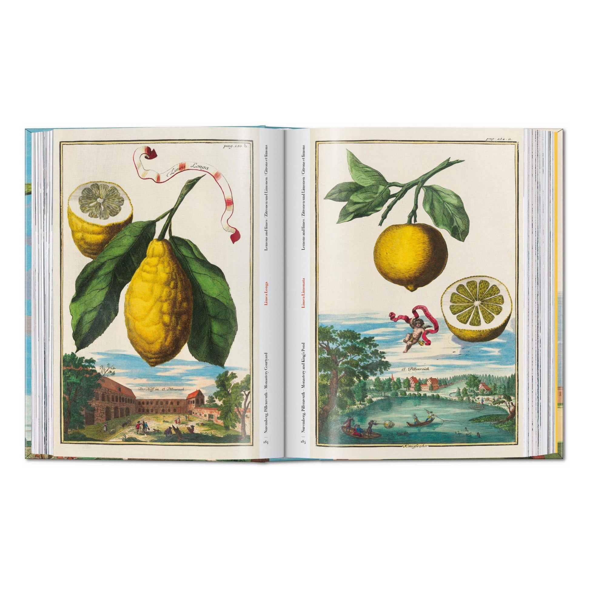 Open book spread with colored botanical citrus plates showing fruits and leaves