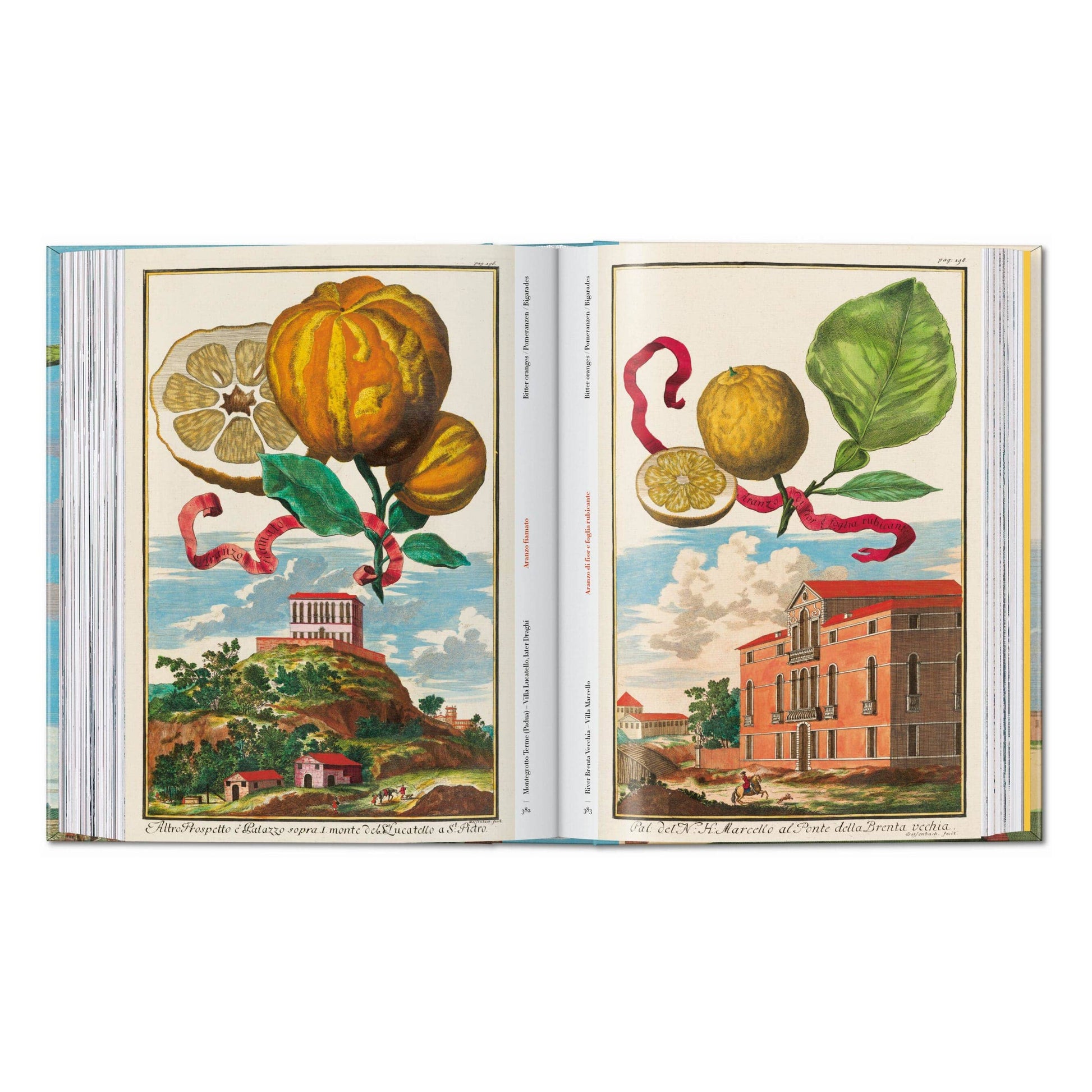 Open illustrated citrus fruit book with citrus fruit and leaf illustrations in frames
