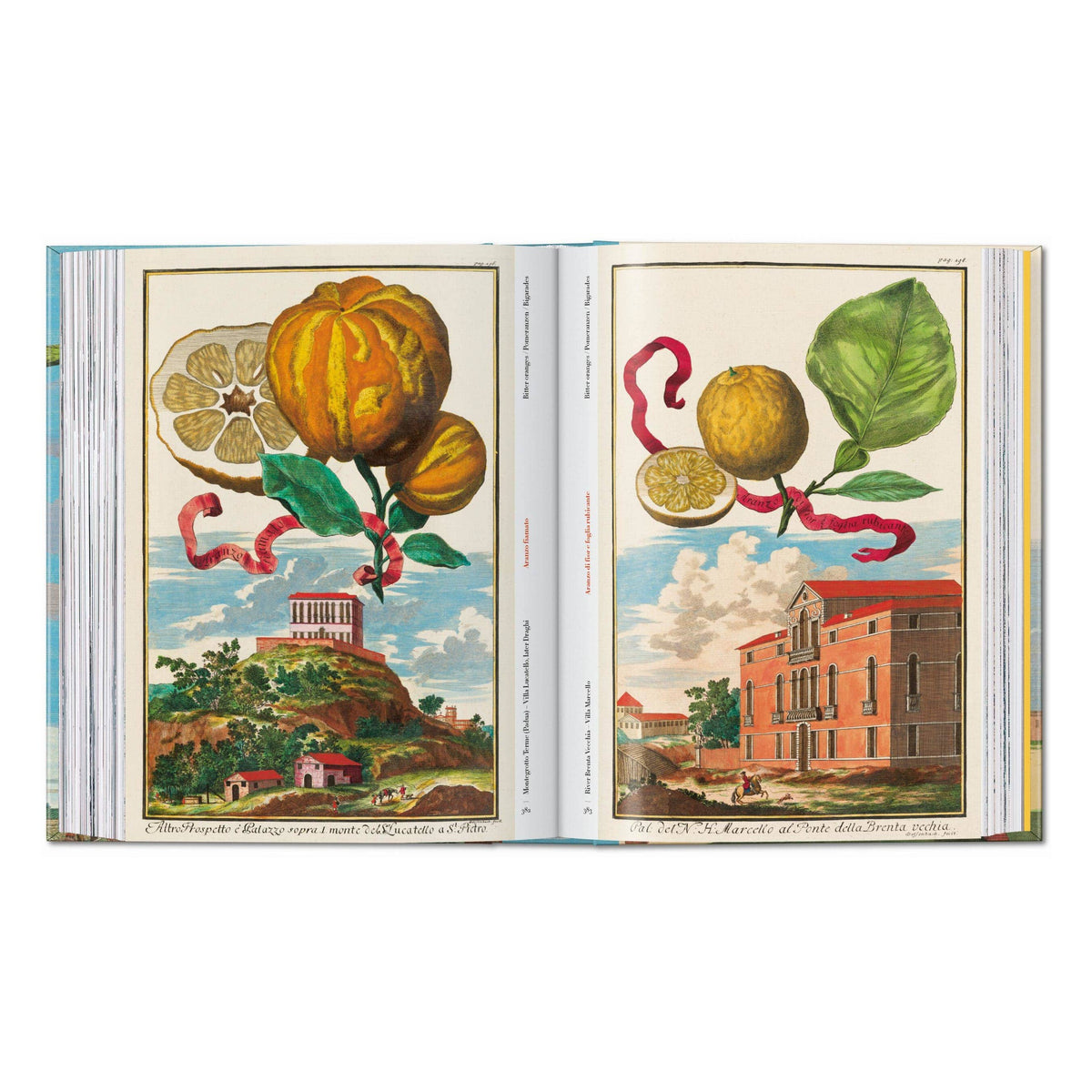 Open illustrated citrus fruit book with citrus fruit and leaf illustrations in frames