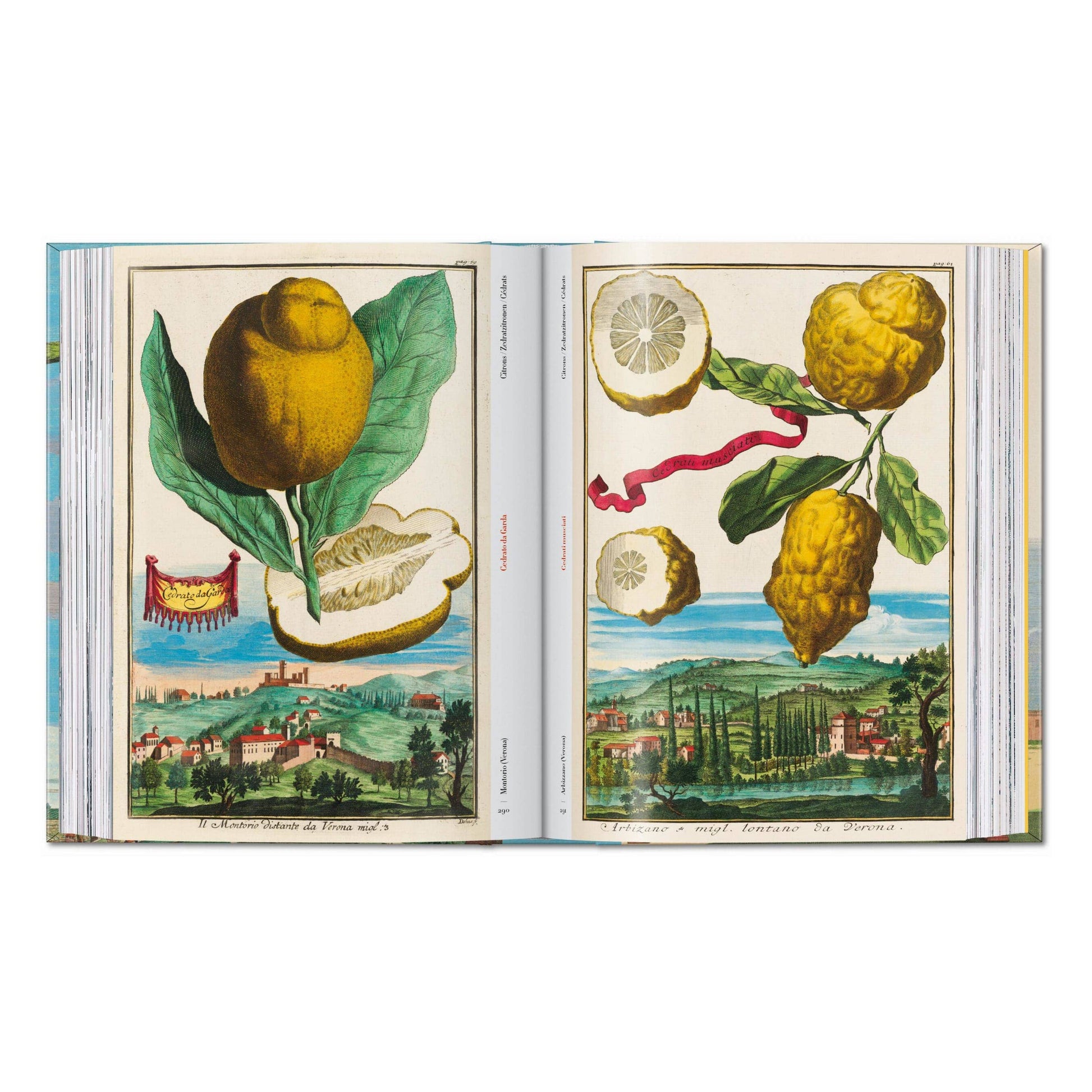 Open illustrated citrus fruit book featuring yellow citrus and leaves in botanical plates