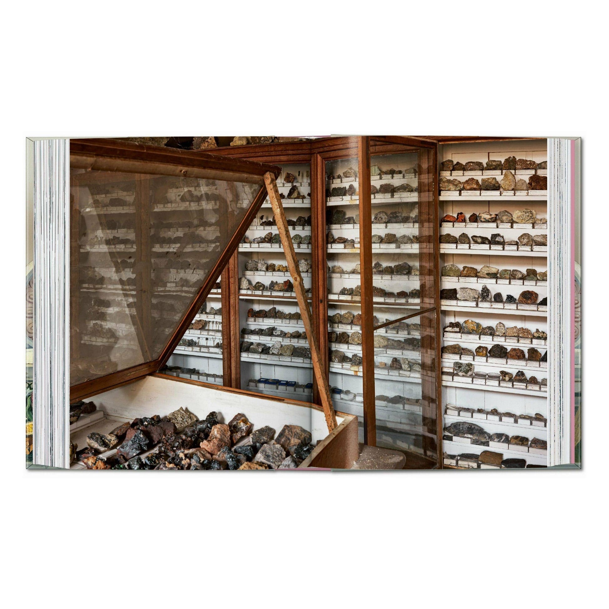 Cabinet of Curiosities book spread with rows of small specimens on shelves