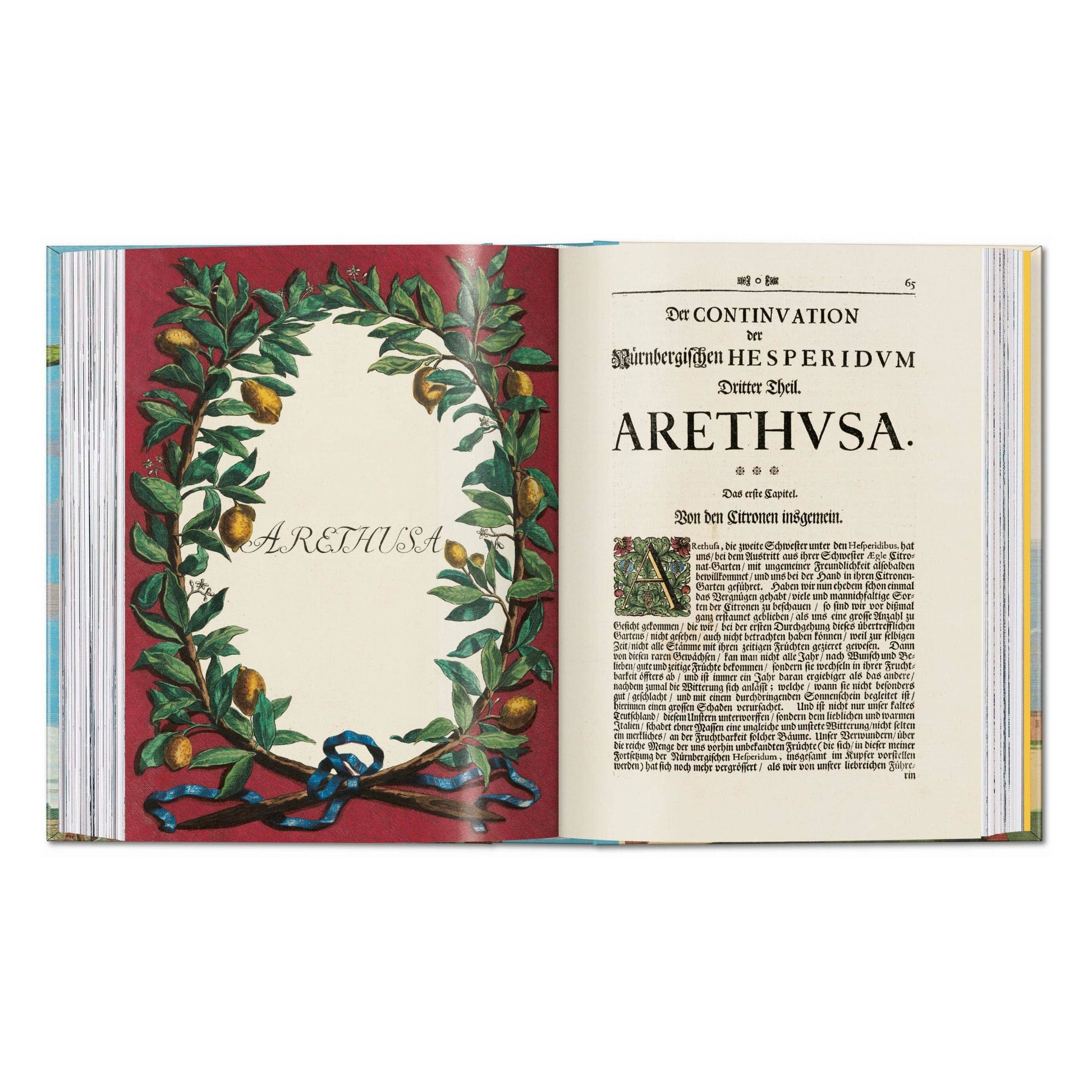 Open illustrated citrus fruit book page spread with title text and floral border