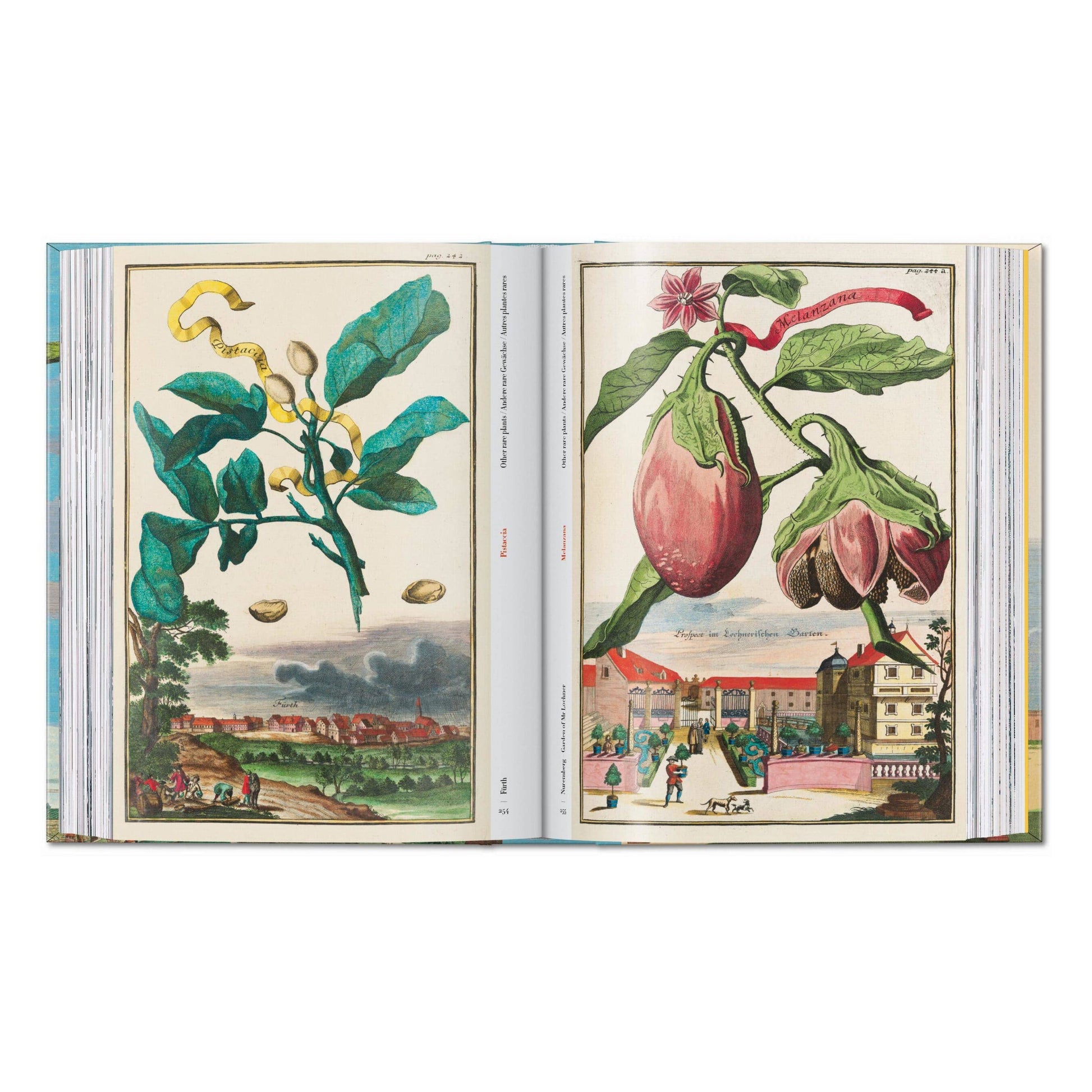 Open illustrated citrus fruit book with botanical plates on both pages
