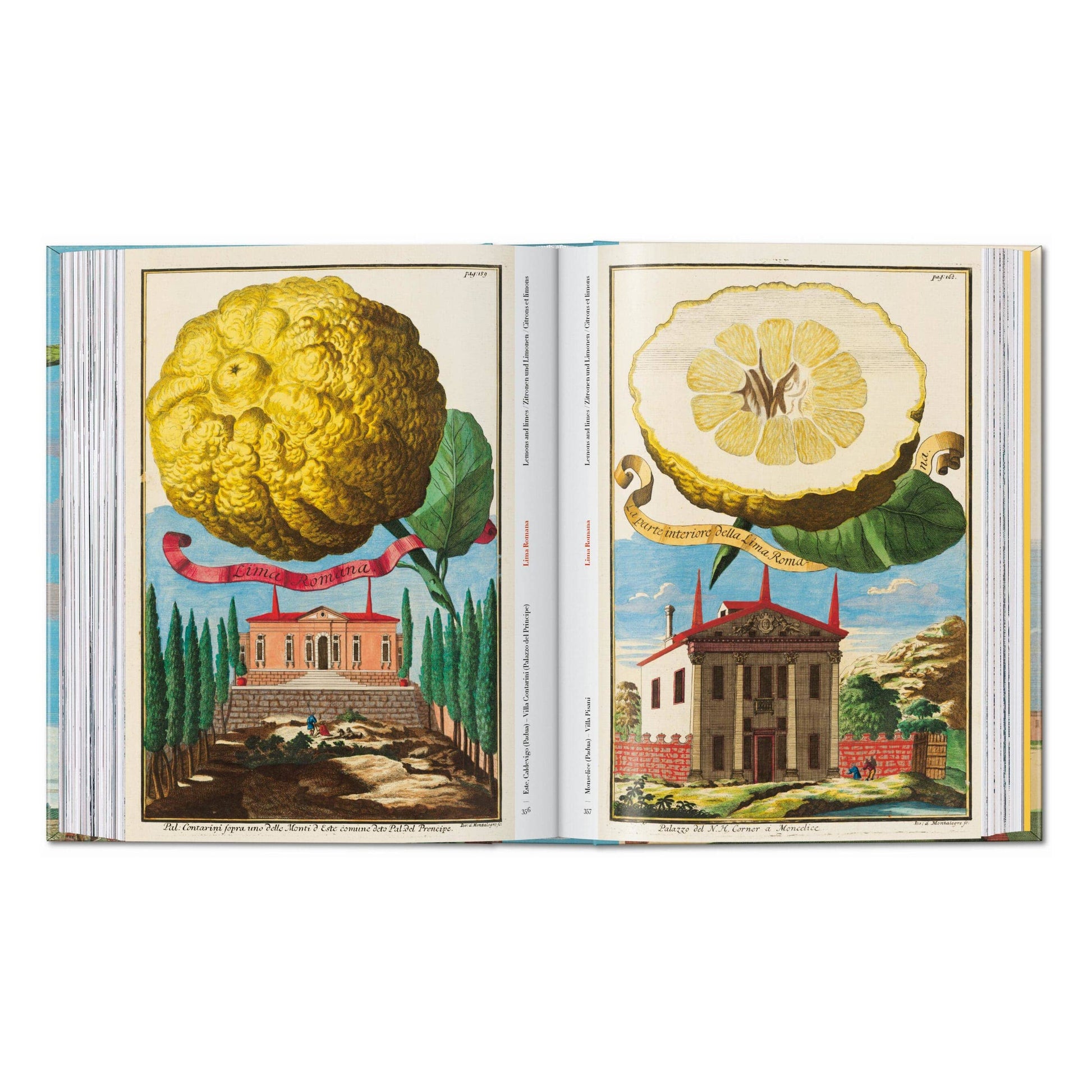 Open illustrated citrus fruit book with large textured citrus and sliced fruit plates