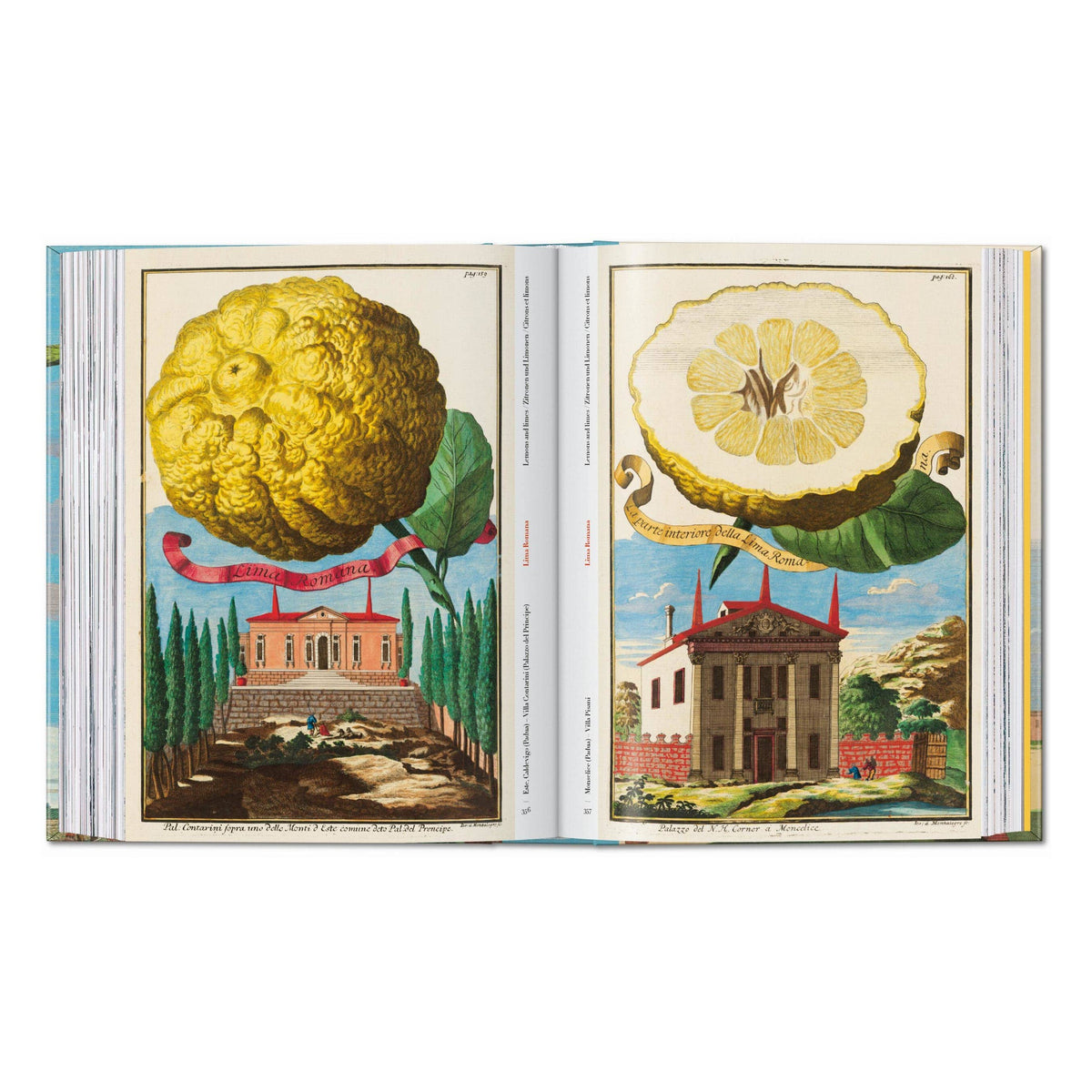 Open illustrated citrus fruit book with large textured citrus and sliced fruit plates