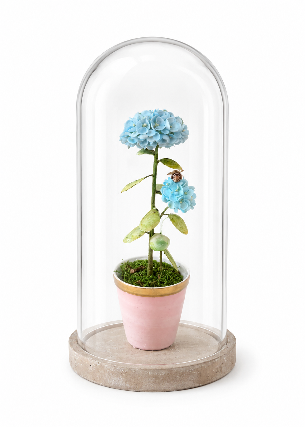 Potted blue hydrangea in pink pot under clear glass dome