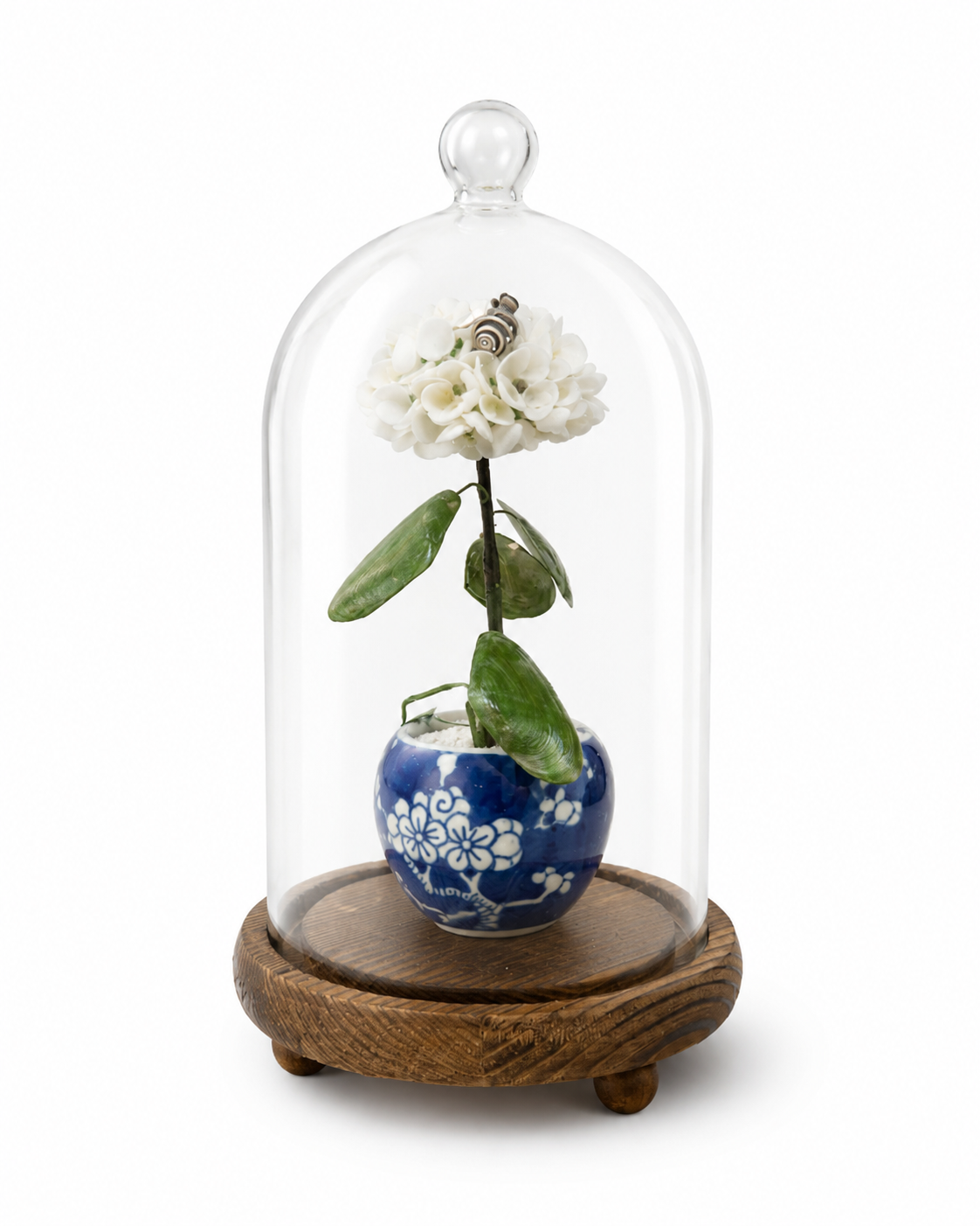 Blue and white ceramic pot with white hydrangea under clear glass dome