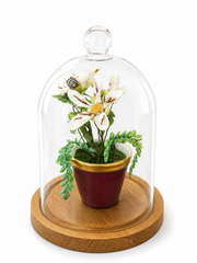 Glass cloche terrarium with white flowers and maroon pot on round wooden base