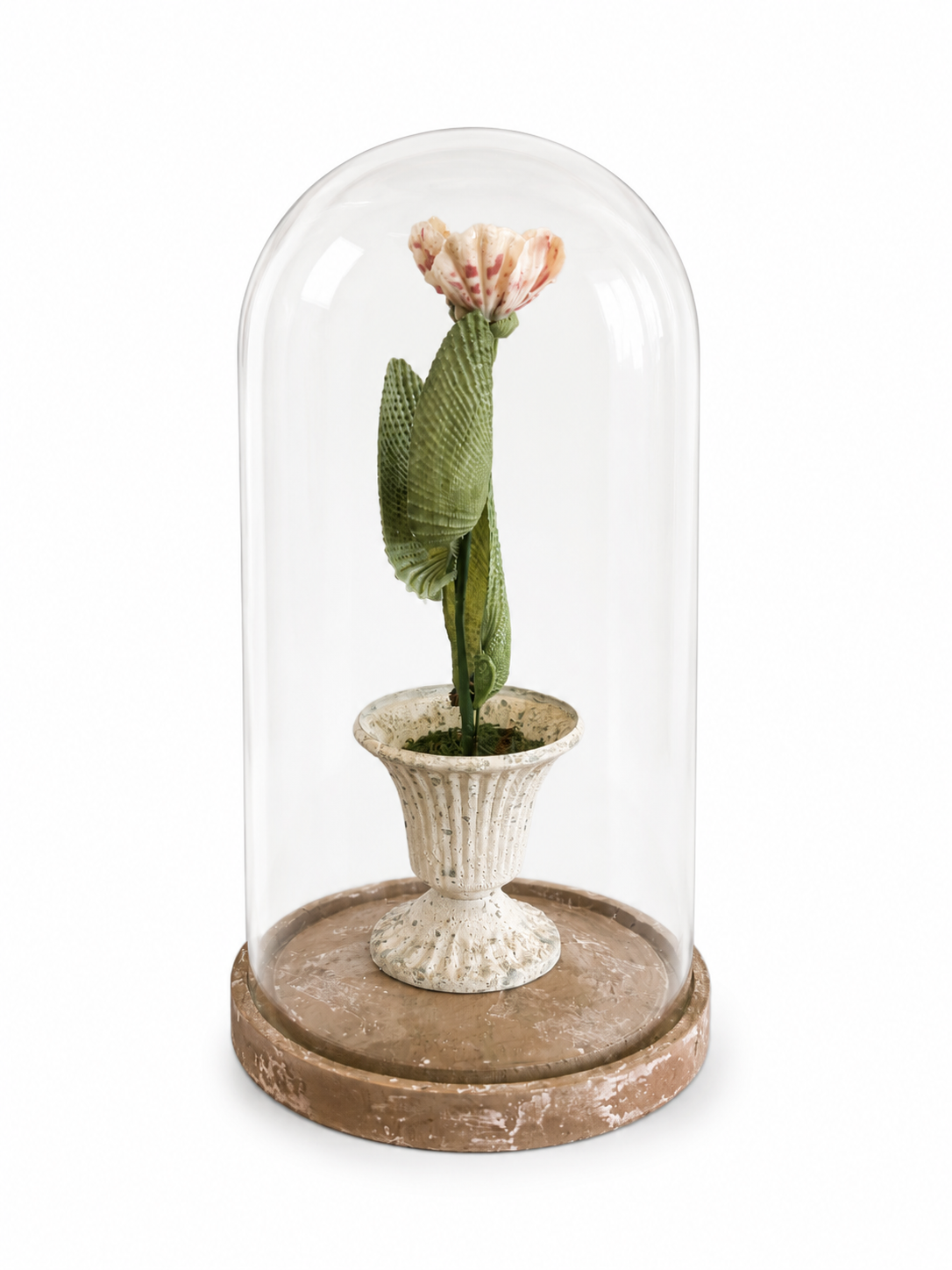 Tulip under clear glass dome in speckled pot on terracotta-toned round base