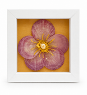 Small framed shell flower wall art with pink-purple petals and yellow center