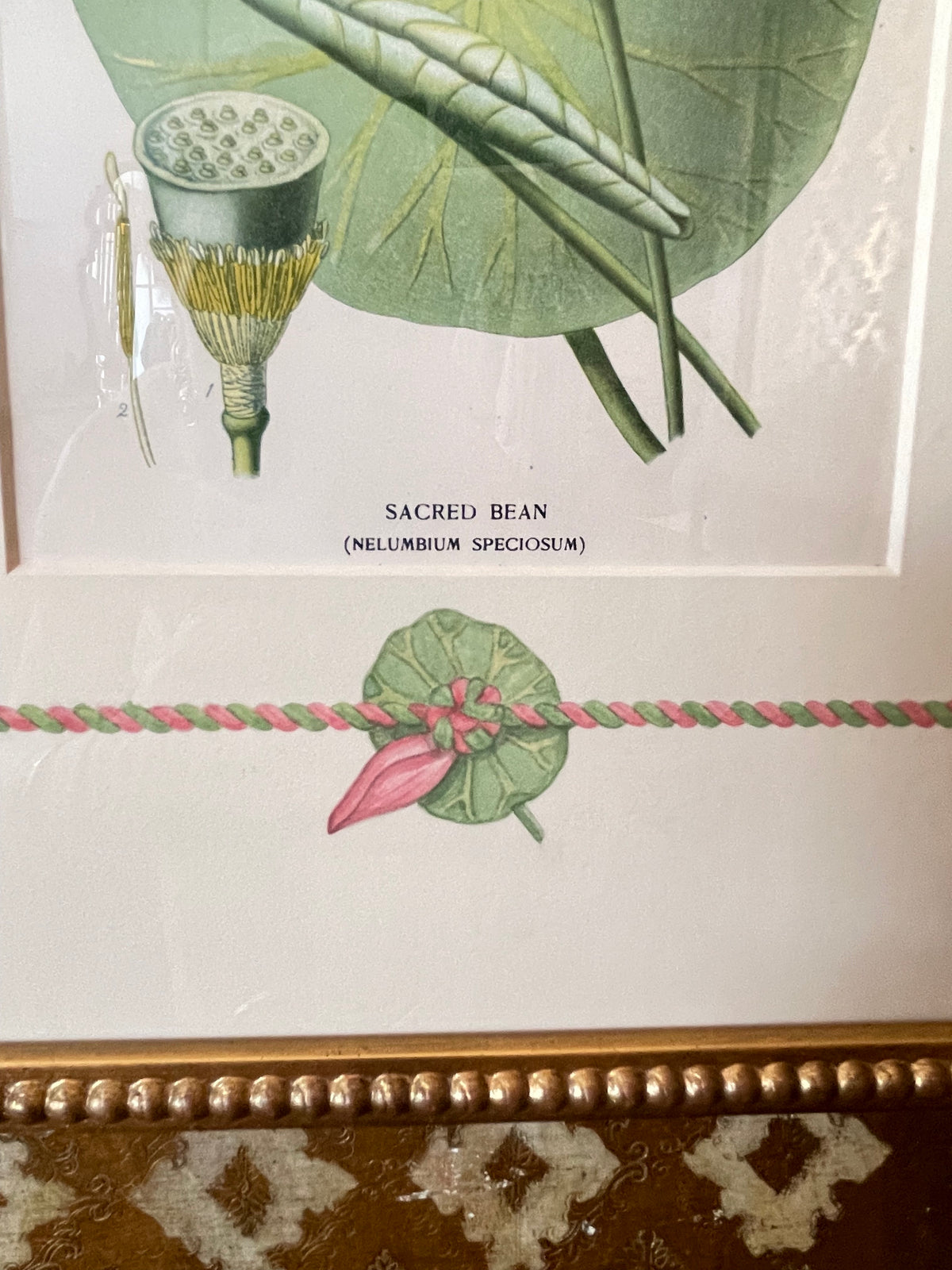 Framed botanical print close-up showing sacred bean text and green leaves with pink border knot