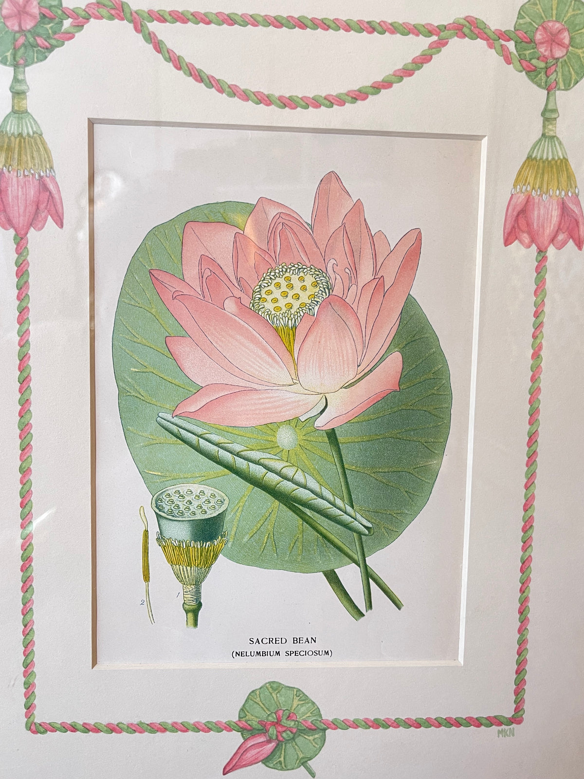Framed botanical print of pink waterlily blooms and green leaves with striped hand-painted border
