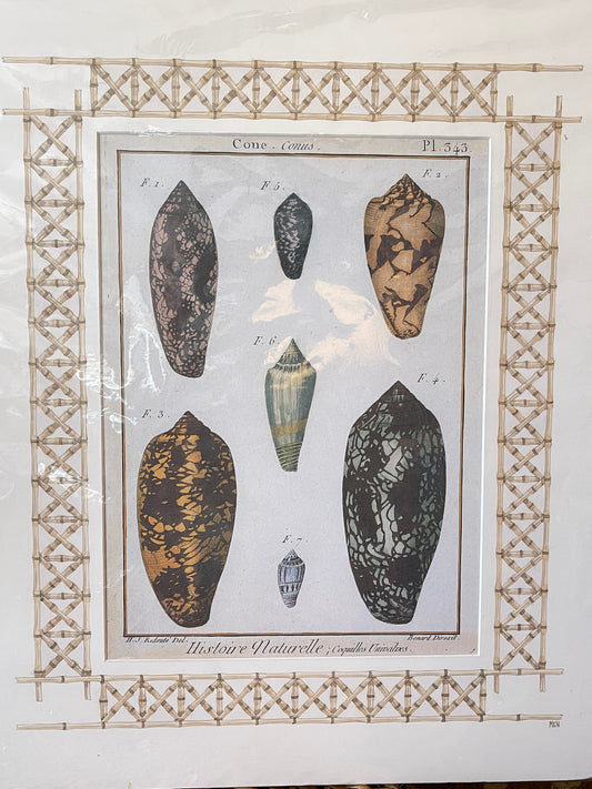 Set of Antique Shell Prints - unframed