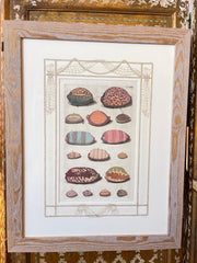 Distressed wooden-framed antique shell print with white hand-painted matte and shell illustrations