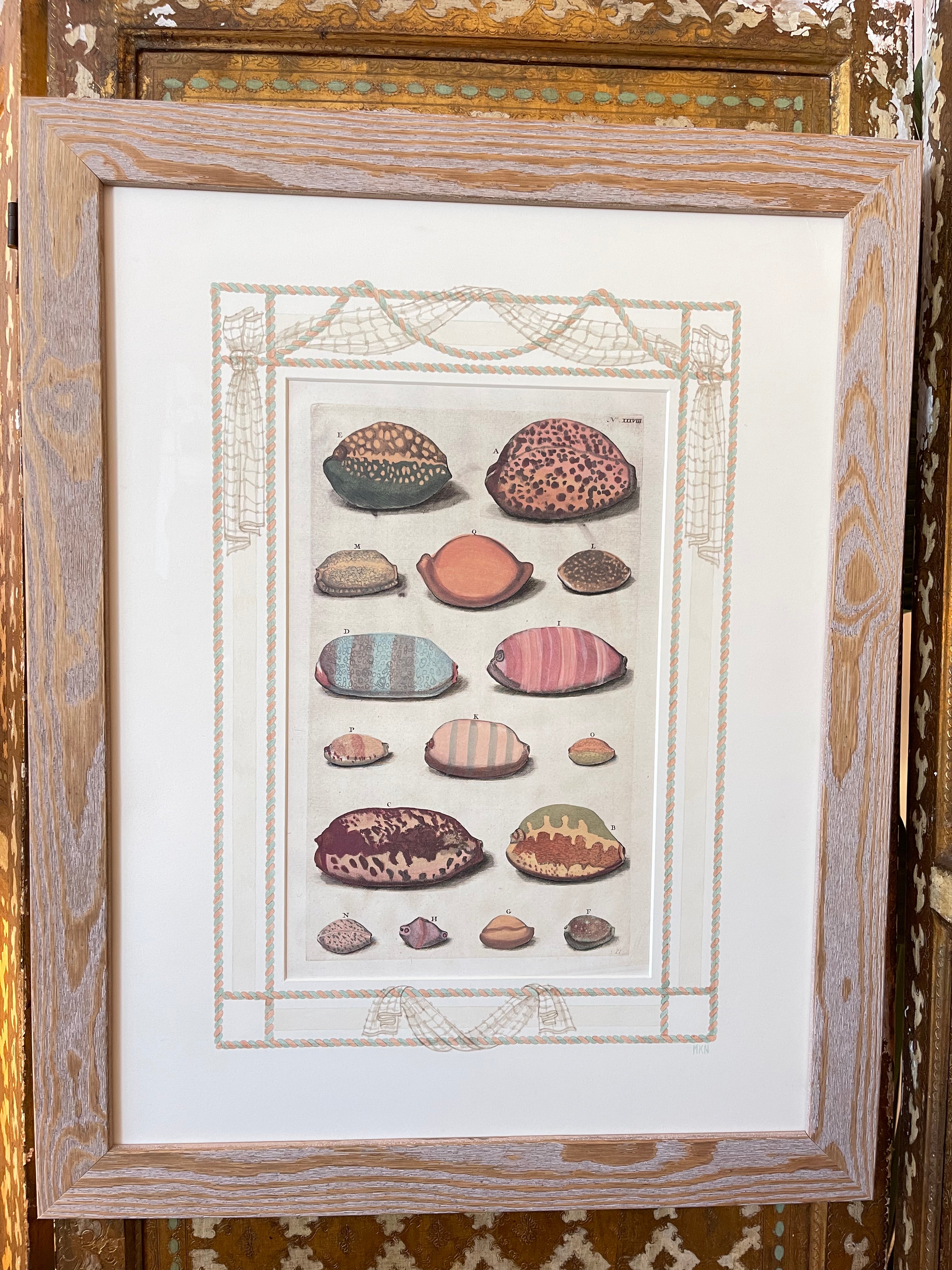 Distressed wooden-framed antique shell print with white hand-painted matte and shell illustrations
