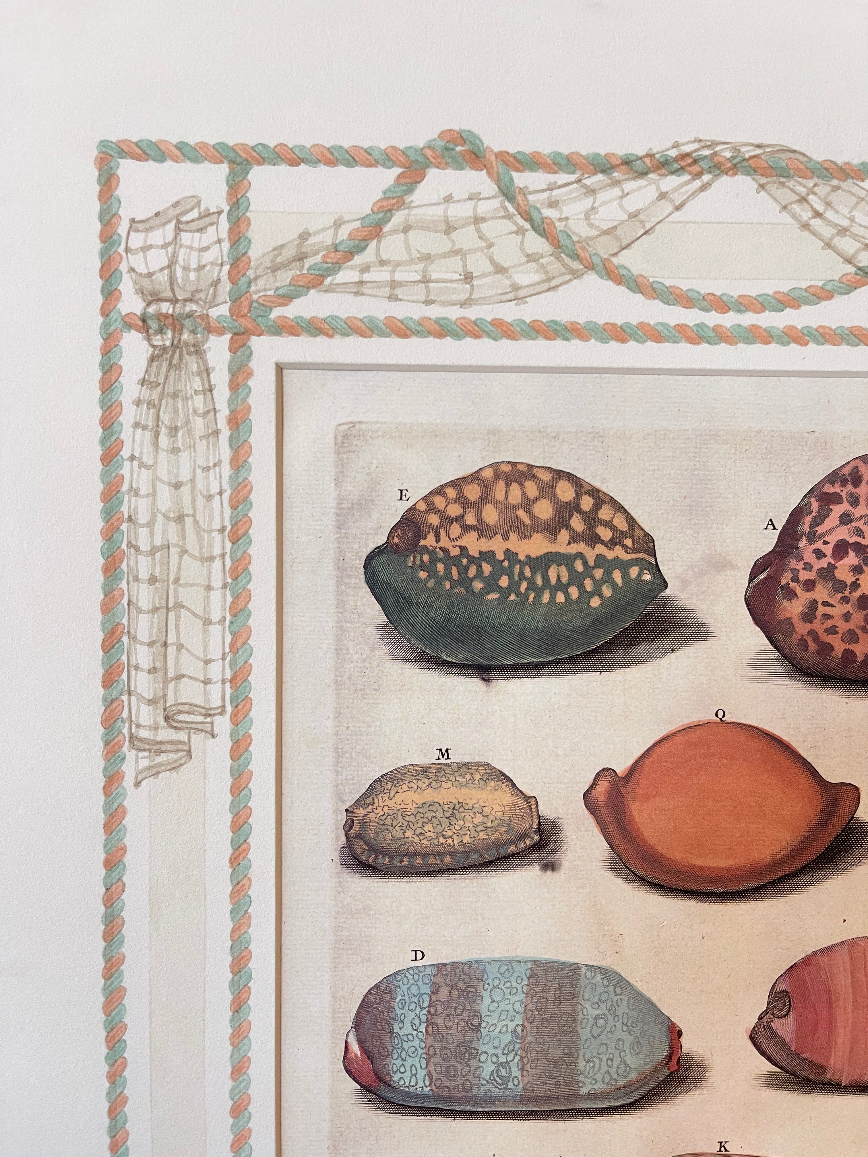 Antique print showing colorful seashell illustrations on white background within bordered mat