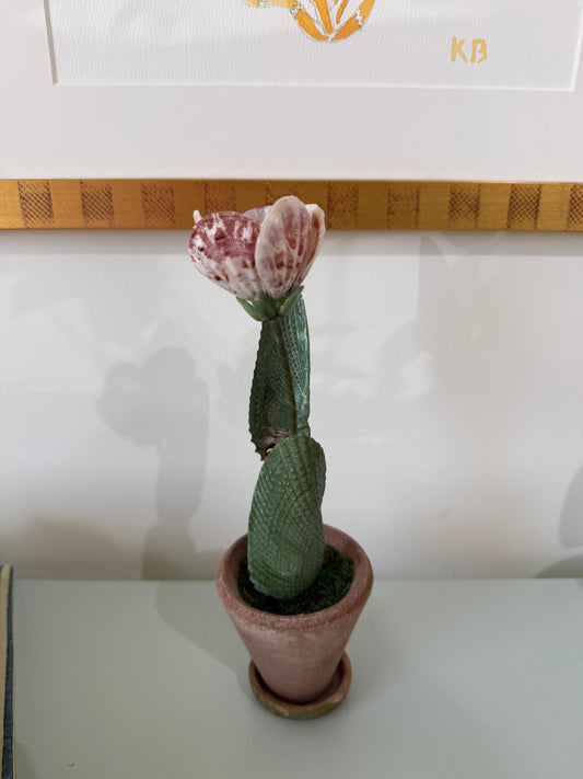 Spotted pink tulip in terracotta pot with green textured leaves