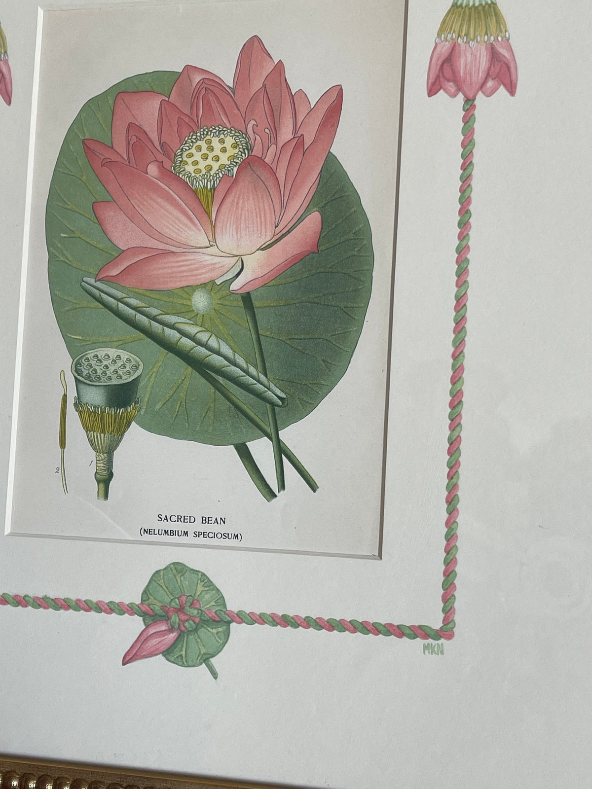 Framed botanical print with large pink waterlily blooms, green lily pads, and vine border
