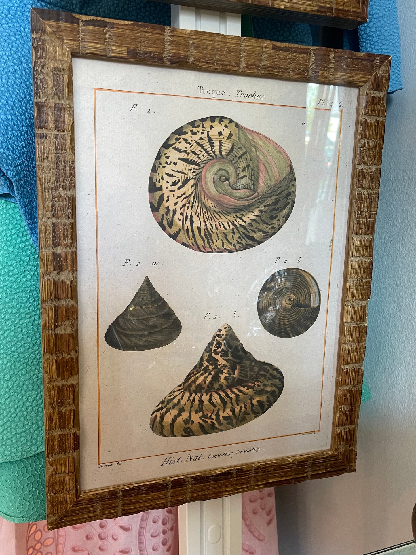 Set of Late 19th Century Antique French Seashell Lithographs