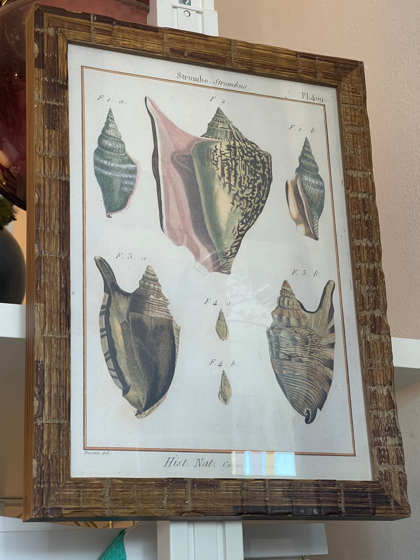 Set of Late 19th Century Antique French Seashell Lithographs