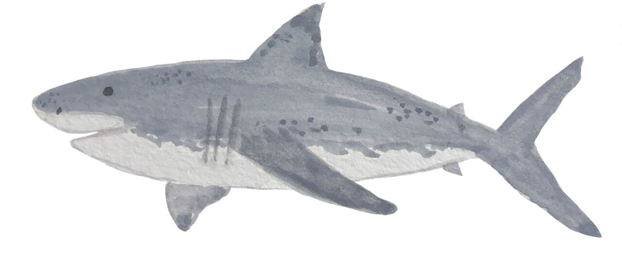 Shark Notecards