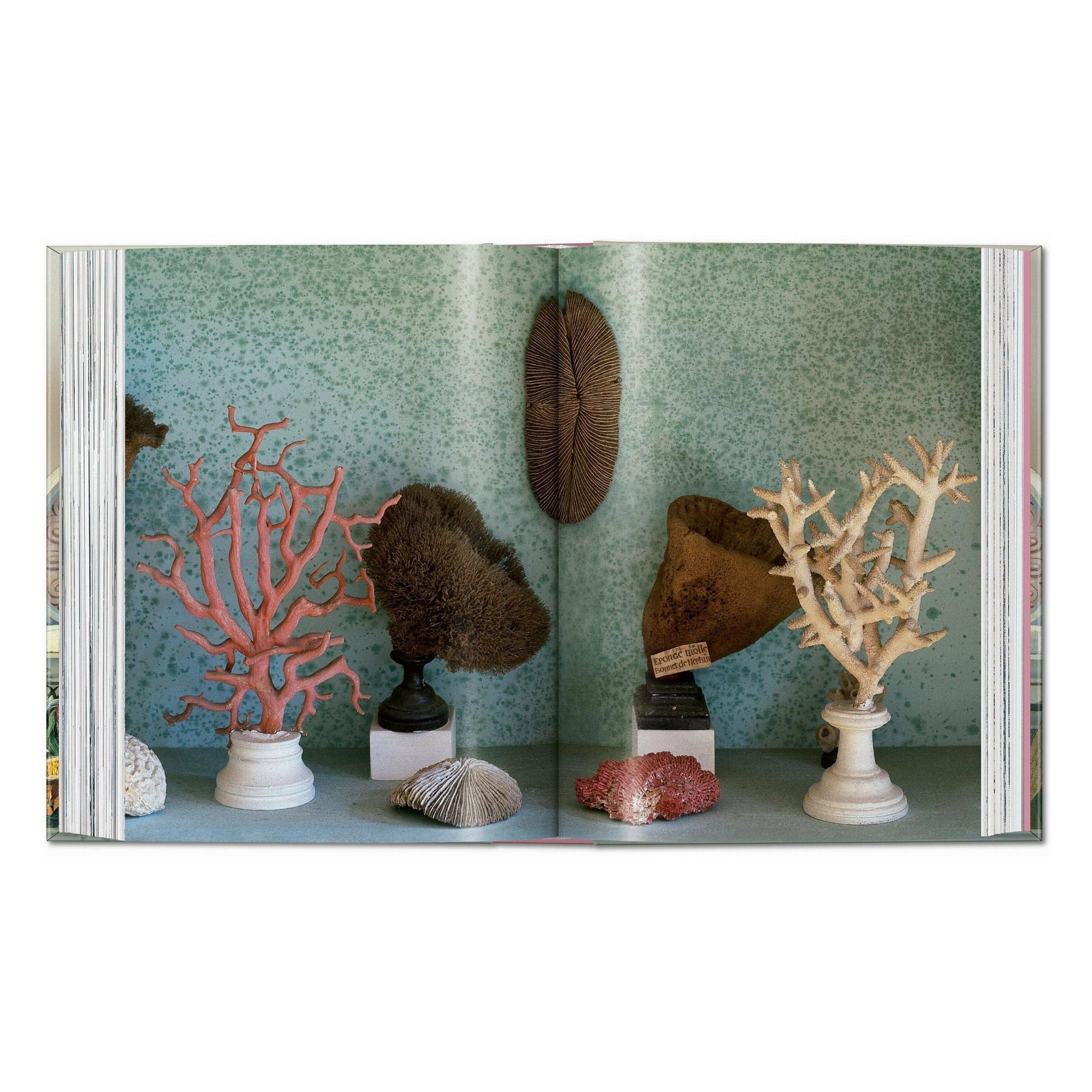 Cabinet of Curiosities book spread showing coral and branching sea specimen displays