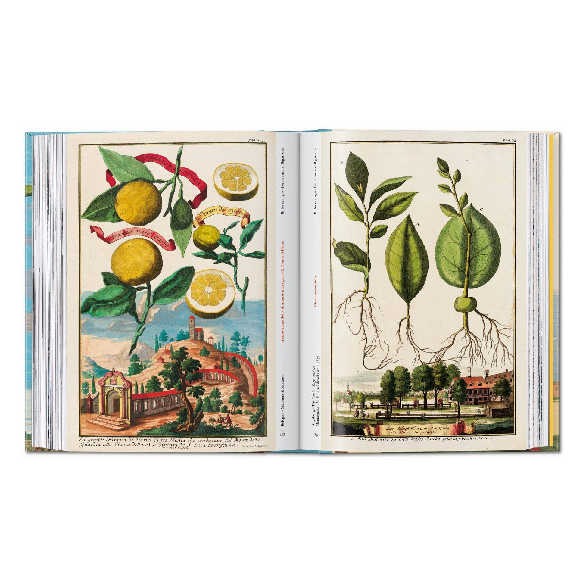 Open book with colorful citrus botanical illustrations on two facing pages