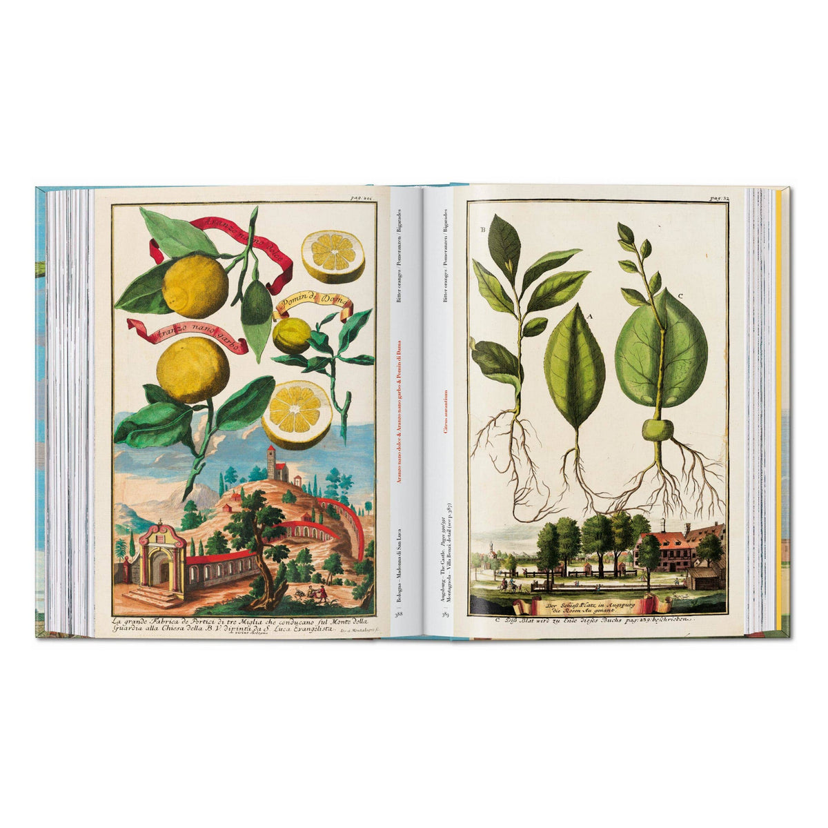 Open book with colorful citrus botanical illustrations on two facing pages