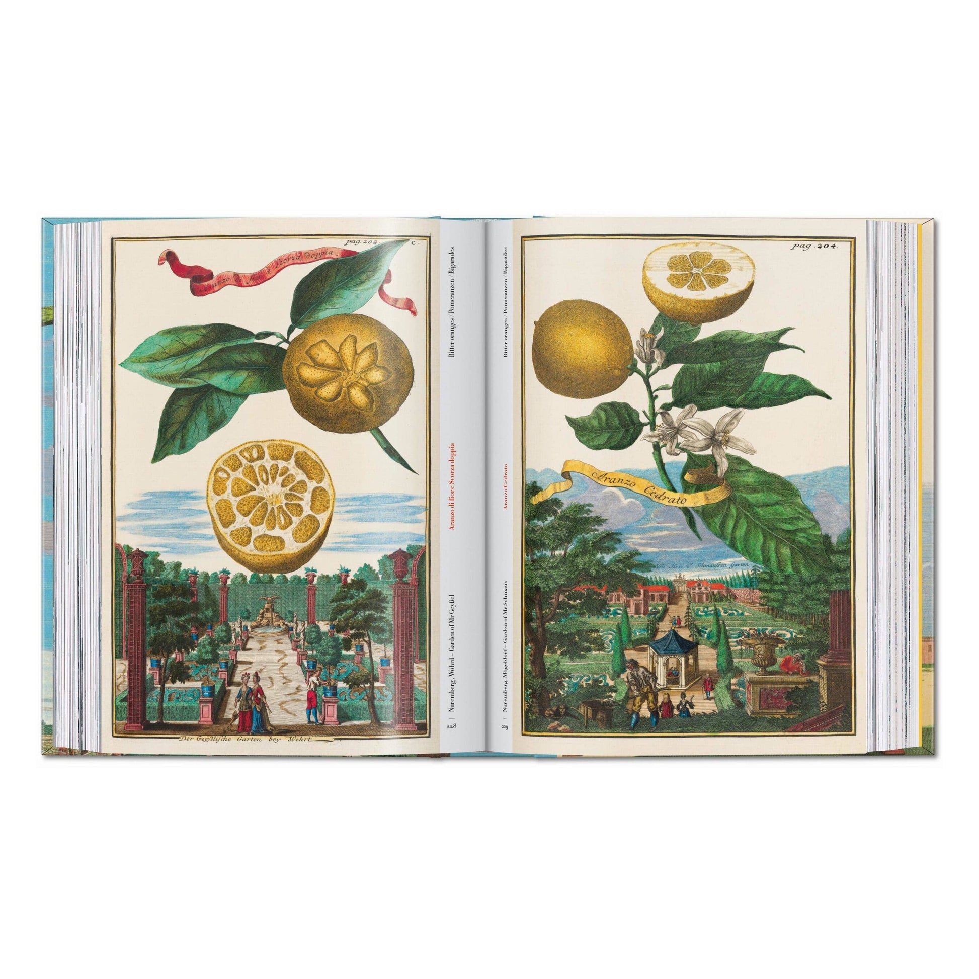 Open book spread with colored citrus botanical illustrations and fruit cross-sections