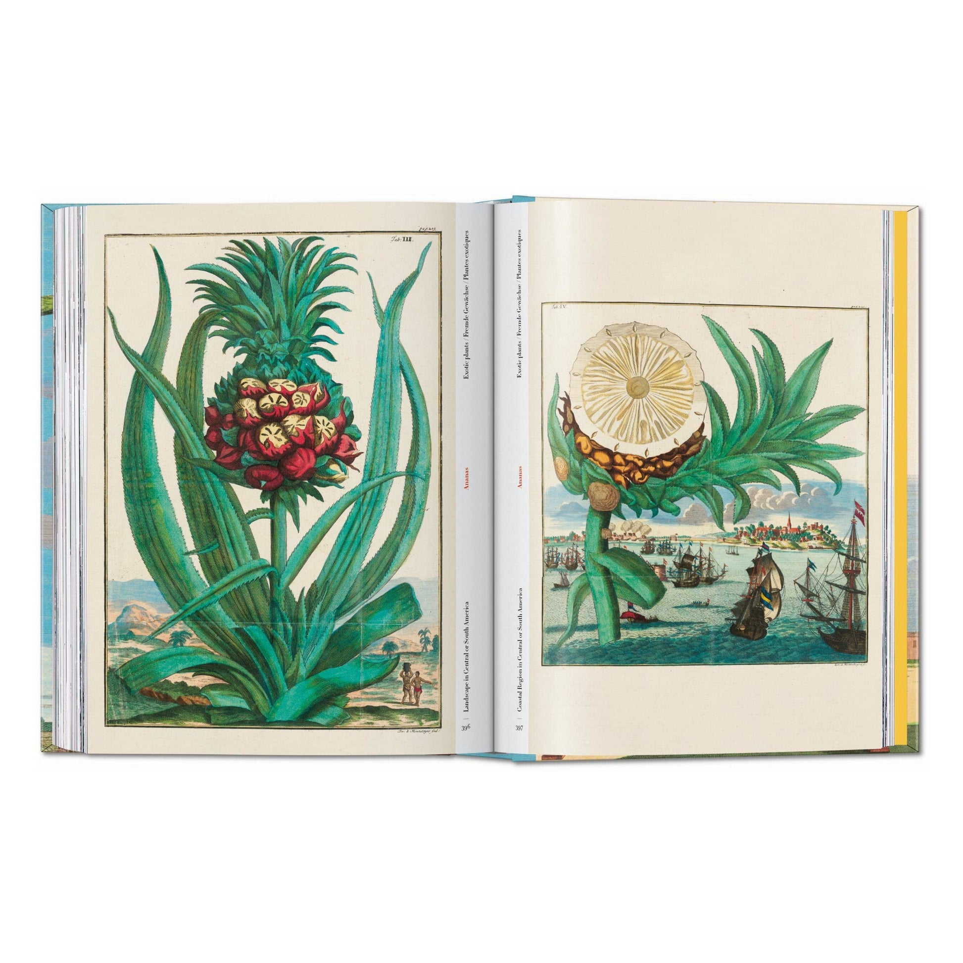 Open book with colorful tropical fruit and citrus botanical illustrations on two pages