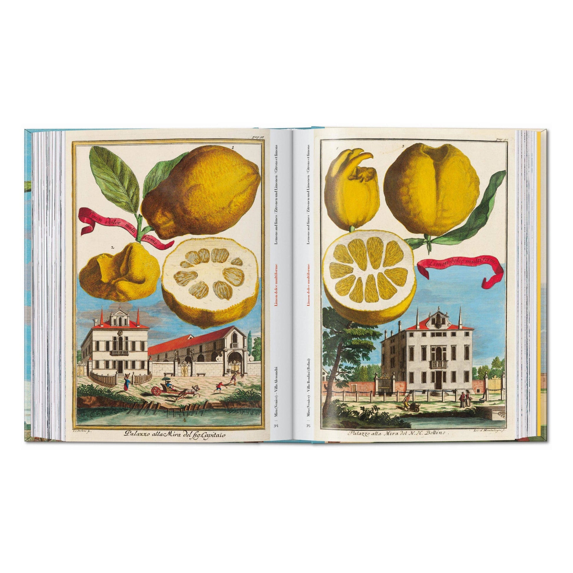 Open illustrated citrus fruit book with sliced fruit and whole citrus botanical plates
