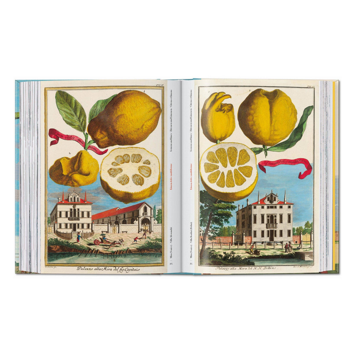 Open illustrated citrus fruit book with sliced fruit and whole citrus botanical plates