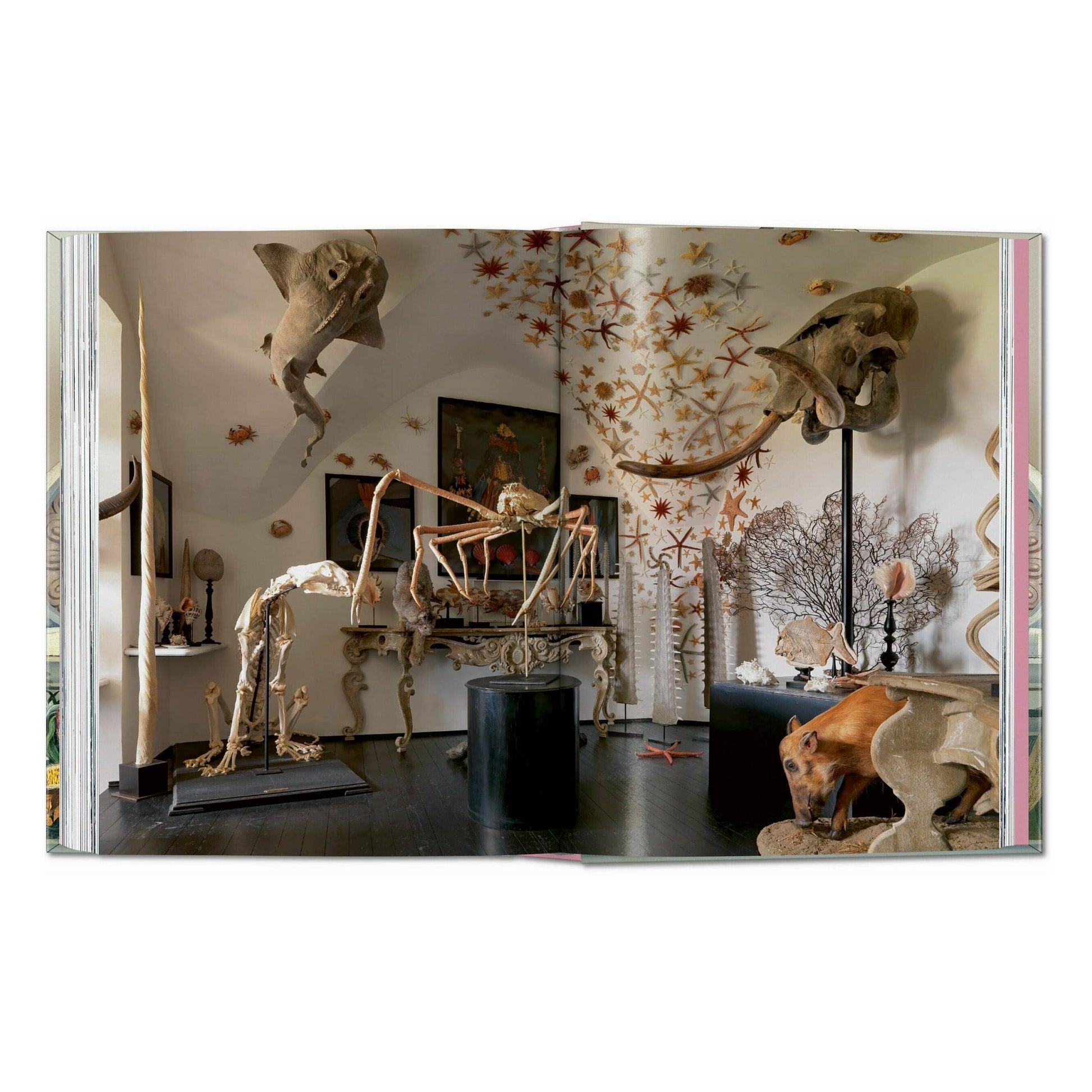 Cabinet of Curiosities book spread showing taxidermy-style animal and skeleton displays
