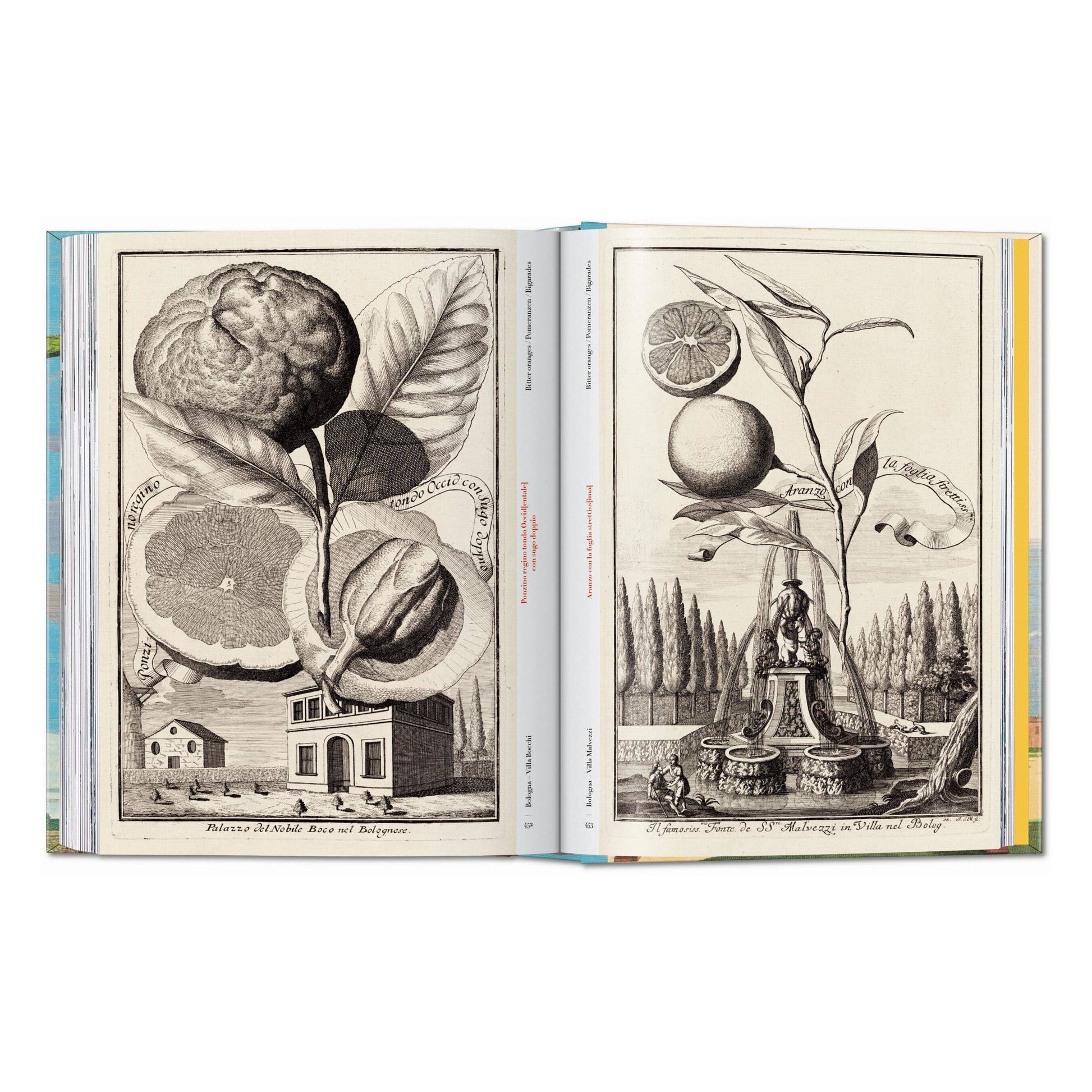 Open book with black-and-white citrus botanical engravings on two facing pages
